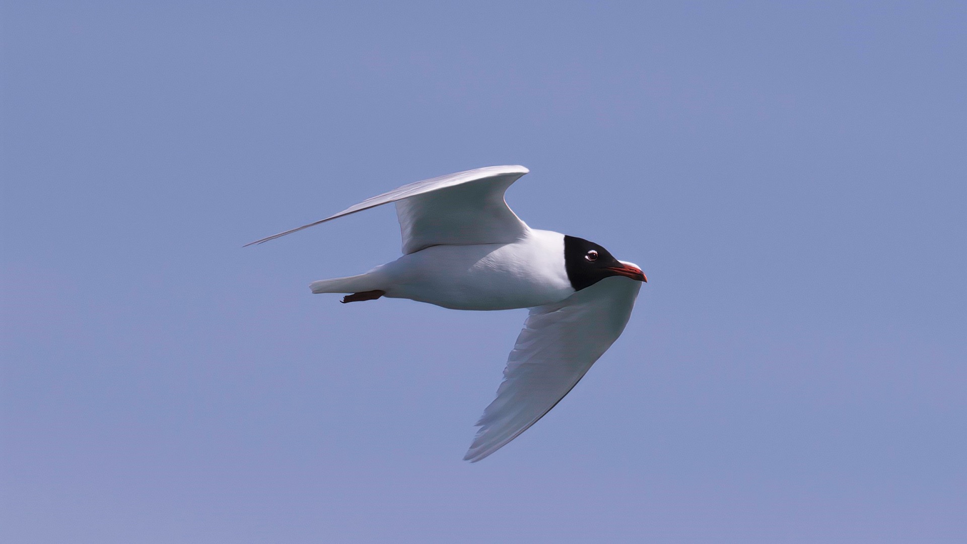 Mediterranean Gull